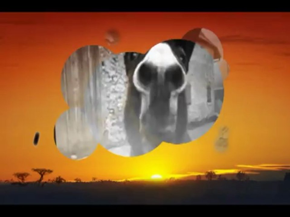 Anes : Concours Festival de l'Ane Mittlach (18 aout 2013)