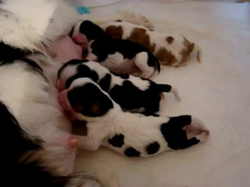 Bébés Karen et James 4ème jours (2013)