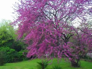 UNUTULMAZ ŞARKILAR VE SİBEL GENÇER-4