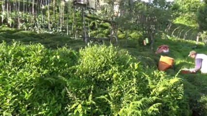 korkurtlarda   çay  toplanıyor