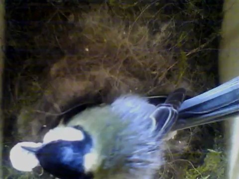 NICHOIR MESANGE 22/05/2013 11h00 :: 4ème naissance et débarassage de coquille !