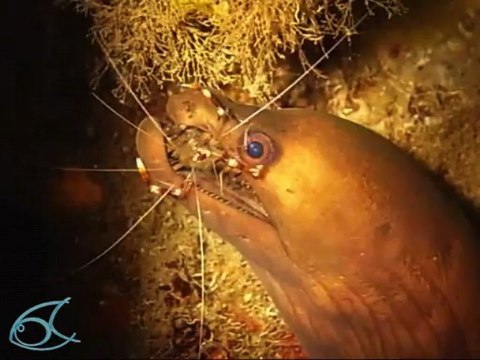 Crevette nettoyeuse et murène vipère : 'Nettoies-moi les dents Martinique plongée
