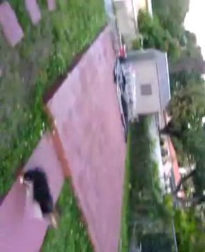 Welsh Corgis chasing each other