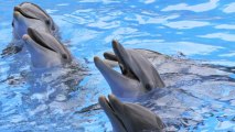 Dolphin Shows Not Permitted in India Due to Moral Reasons
