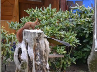 Tiere in unserem Garten 3