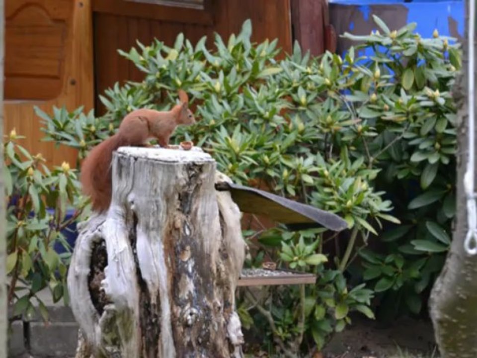 Tiere in unserem garten 3