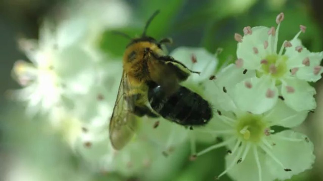Rettet die Bienen