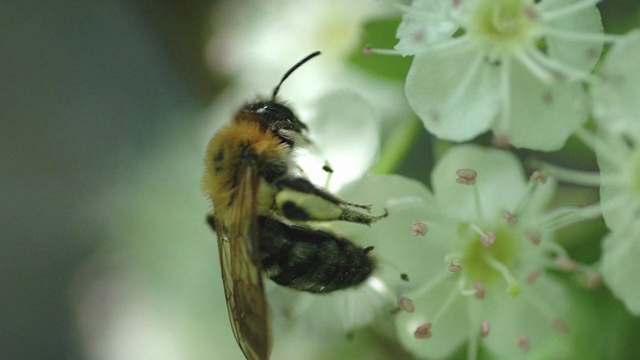SAVE THE BEES