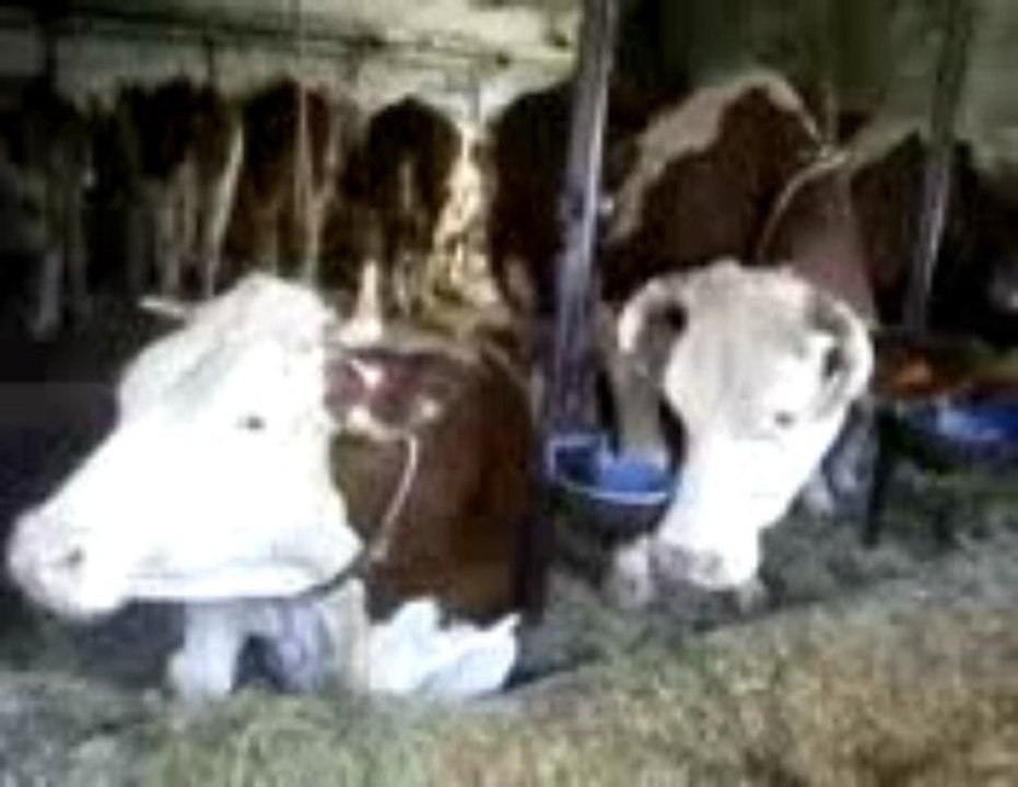 Vidéo-0002