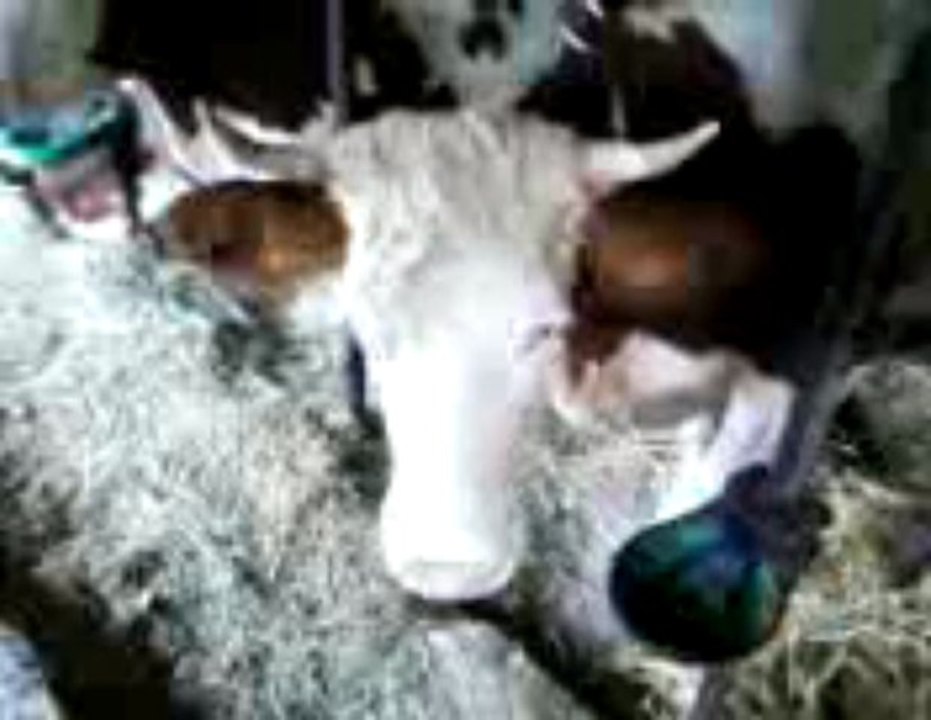 Vidéo-0006