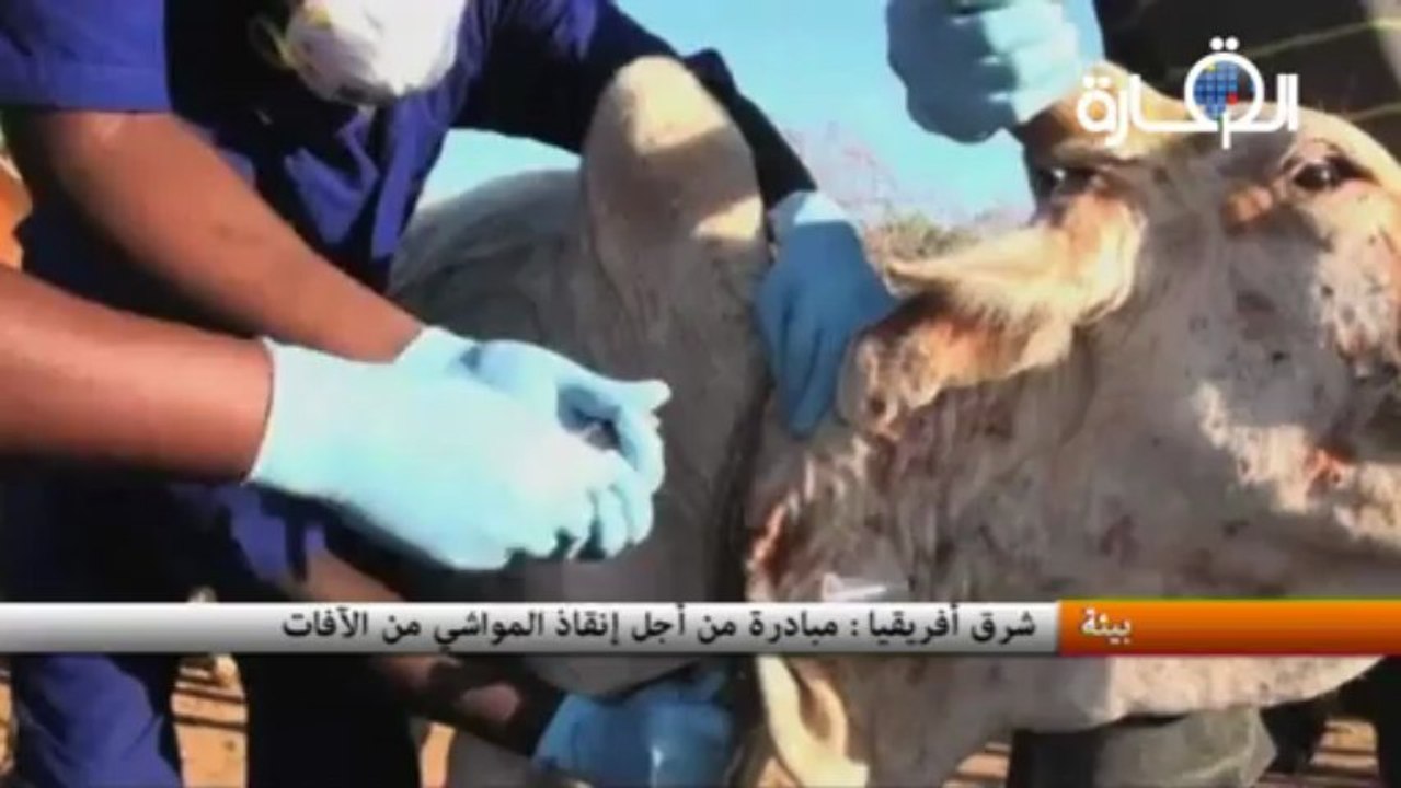 شرق أفريقيا: مبادرة من أجل إنقاذ المواشي من الآفات