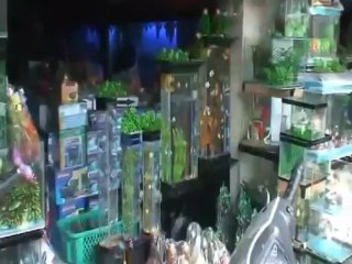 Định Mệnh - Quốc Đại & Cẩm Ly (Saigon Cái Gì Cũng Có 6)