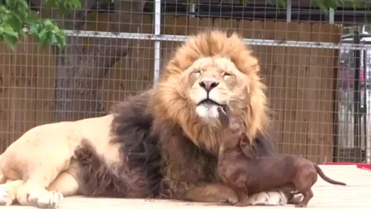 funny talking animals