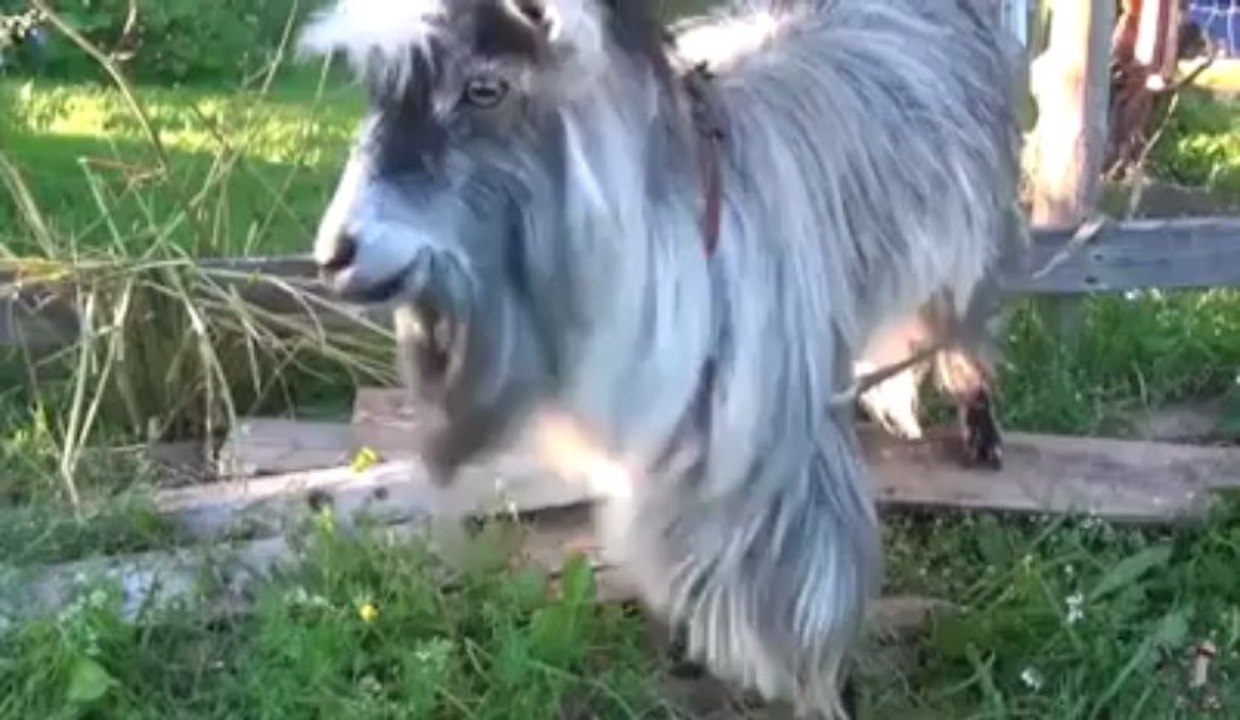 Animals Are Awesome Too!  The Univers News