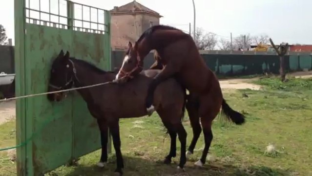 SESLİSEMT GOLGEE BACINI SIKERIMMMMMMMM SENİ KIMSIN LANNNNNNN SEN KIMSIN DUR DAHA YENI BASLİYORUZ EVIRCIVIRIP KICINA SOKACAMMMMMM O SİTEYİ SANA AZ BEKLE PEZEVEKK KARI KAVATI SENİ AMINA OGLU BACIM SIKILDI SEREFSİZZZZZZZZZZZZZZZ ORURPUS COCUHU SENİ SİZE SON