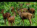 Get the Unbelievable Rates in Kerala Wildlife Tour Packages