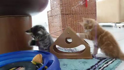 Riedpark Maine Coons