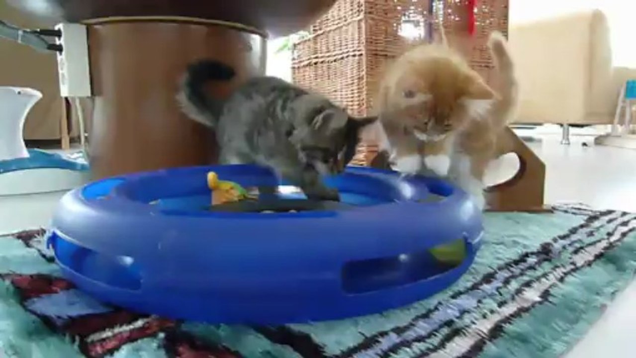 Riedpark Maine Coons