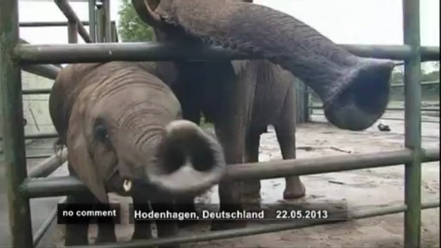 'Psychic' elephant Nelly predicts Bayern to... - no comment