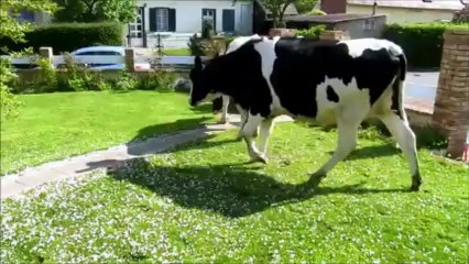 Vaches chez les voisins