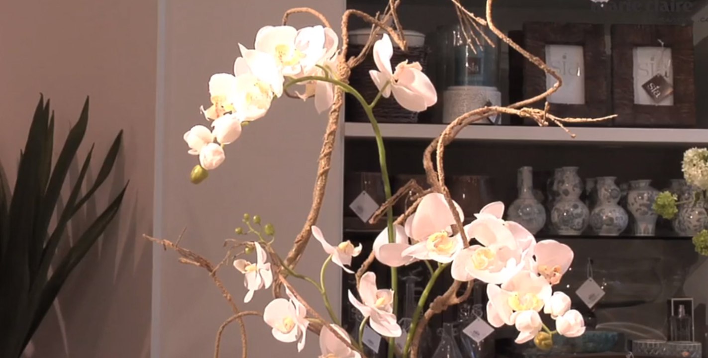 Composition autour de l'orchidée