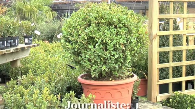 Tailler un buis en boule, les bons gestes