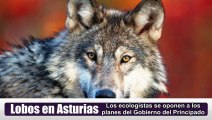 Ecologistas contra el exterminio de lobos en Asturias