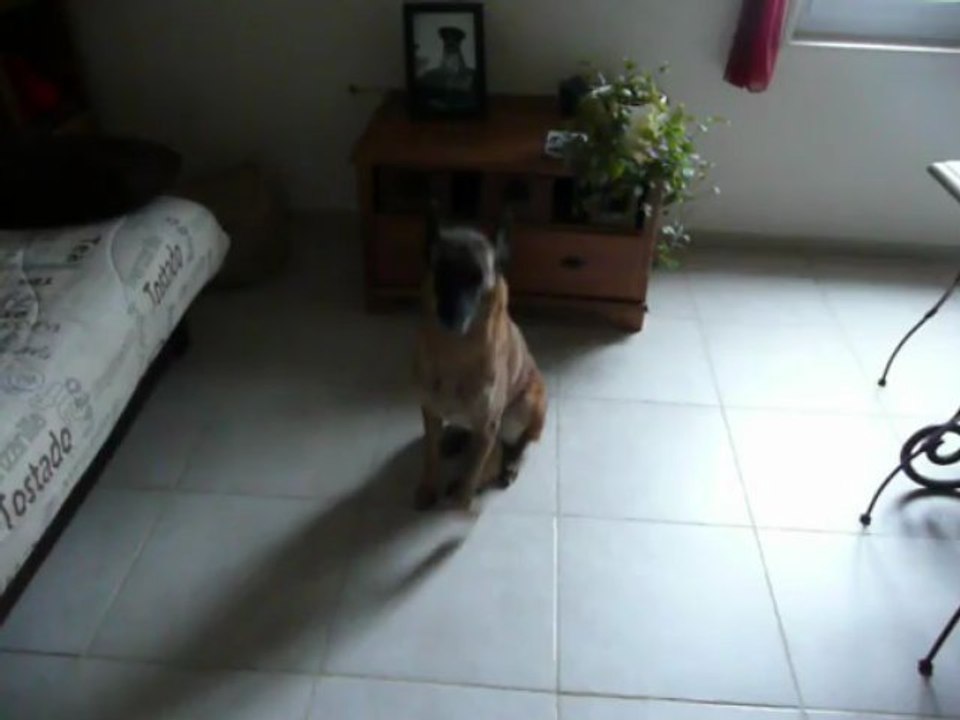 Petit cours de dressage, sans dire un mot :)