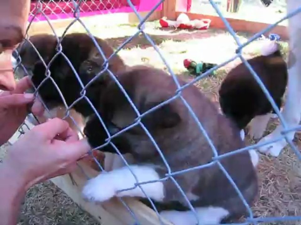 Puppies
