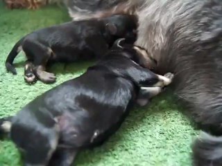 bébés Schnauzers nains noirs et argents