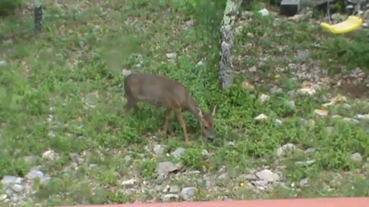 ma Bibiche