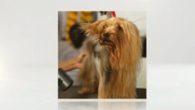 Waggin Tails (816) 589-1481