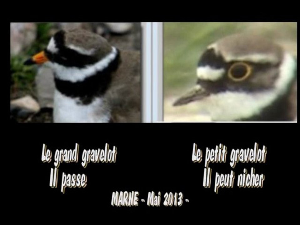 Les gravelots mai 2013