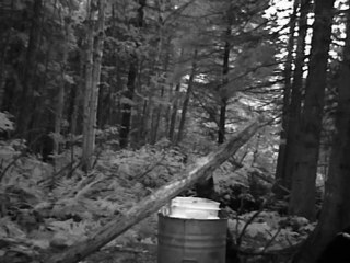 shot ours 2012 par spypoint