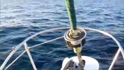 Crossing the Pacific Magical Dolphin Running with Aulani Aloha & Capn Steelboard