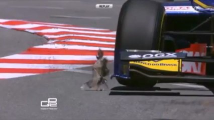Pigeon vs Formule 1