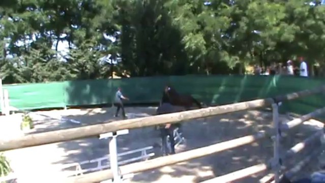 VERYGOOD LACOUR Sologn Pony 2012 Mâles de 3 ans Saut en liberté