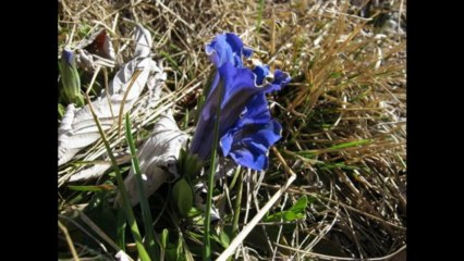 LA PETITE CHEVRE DE MR SEGUIN (Alphonse Daudet) - incomplète.