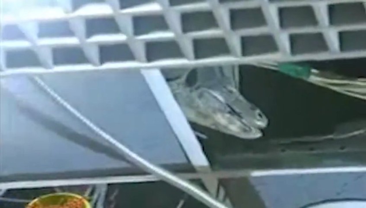 Un gros lézard sème la panique au parlement thaïlandais