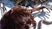 Dead Mermaid Found On Beach After Hurricane Original Clear Video