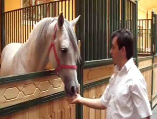 kredi kartına 6 taksitli tay satışı