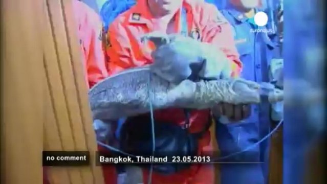 Water monitor lizard invades Thai... - no comment
