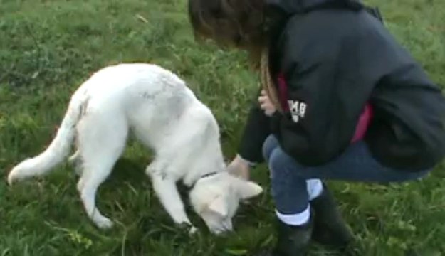 entrainement de recherche utilitaire avec un bb B.B.S