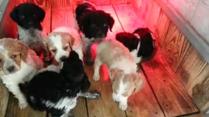 Portée Facetie au nid