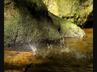 Fruit défendu,  zone libre,  Guy ROGER