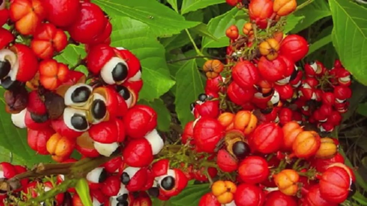 OTC Adderall Weight Loss Supplement: Herbal Diet Pills