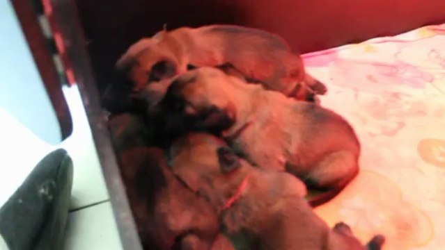 Portée chiots malinois de fight de la cité des maraudeurs et campus du domaine des caméleons