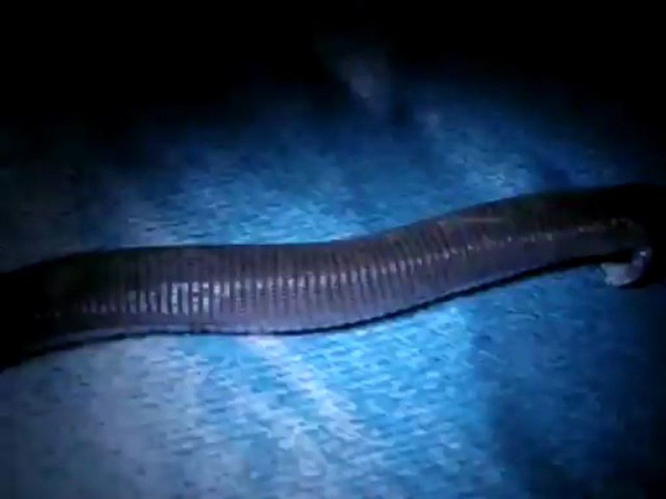 Bipes canaliculatus