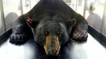 Largest Black Bear Ever Captured Alive in Florida