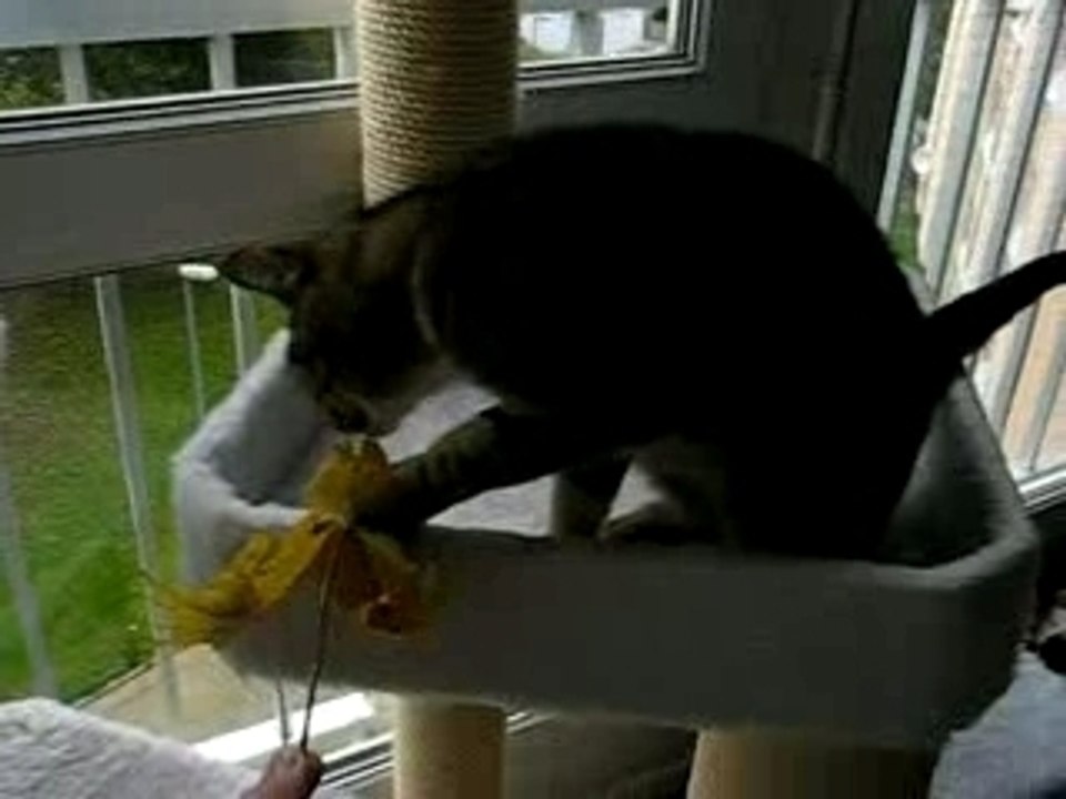 LYLOU joue avec des feuilles